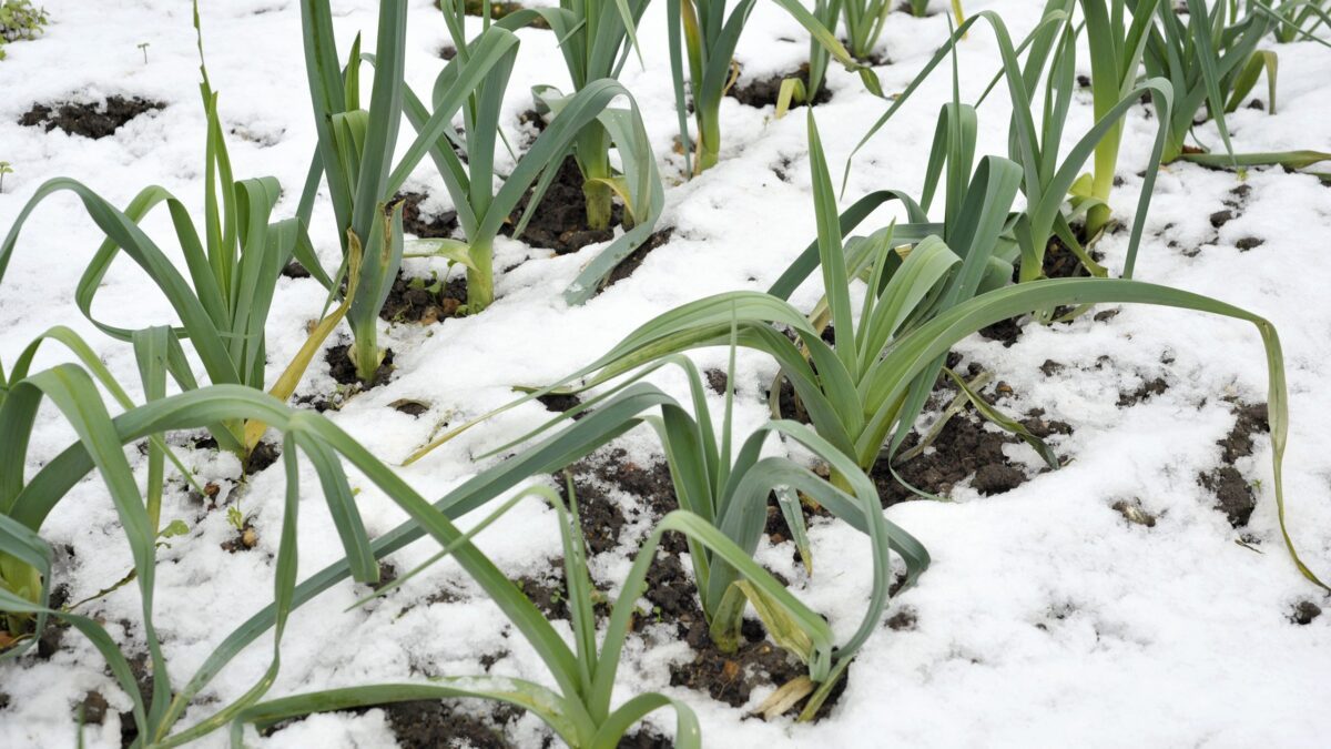 Leeks in the winter snow